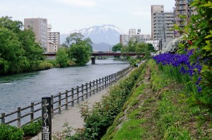 アヤメの咲く頃   